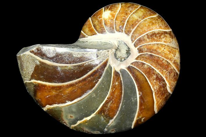Polished Fossil Nautilus - Madagascar #113542